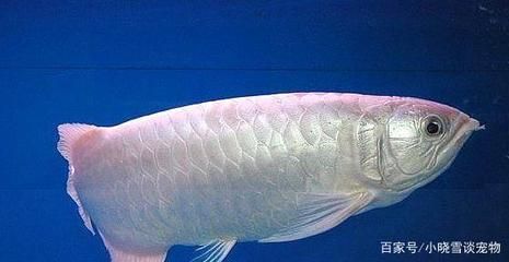 白金龍魚多少錢一條？（白金龍魚多少錢一條） 龍魚百科 第2張