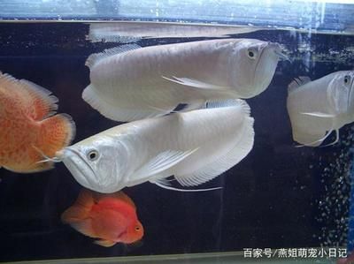 家養(yǎng)銀龍魚能活多久（家養(yǎng)銀龍魚的壽命受多種因素影響家養(yǎng)銀龍魚的壽命受多種因素影響）