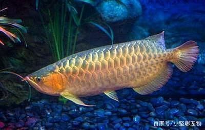 比較小的龍魚（體型較小的龍魚品種） 龍魚百科 第3張