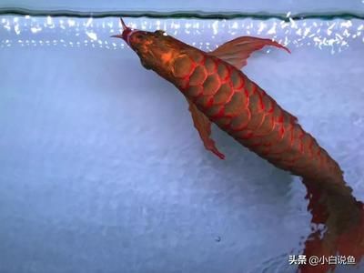 60公分的紅龍魚市場價（60公分紅龍魚市場價多少錢一條）