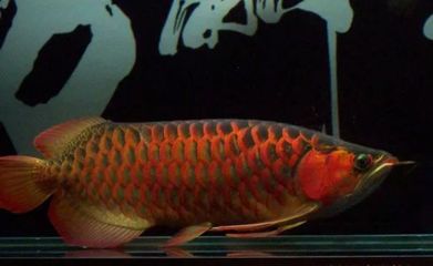 赤液龍魚(yú)（“赤液龍魚(yú)”的相關(guān)信息，如果您還有其他問(wèn)題我愿意繼續(xù)提供幫助） 龍魚(yú)百科 第3張