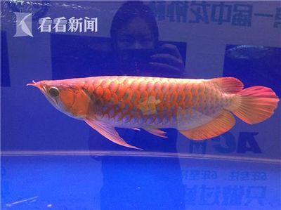 濟(jì)南龍魚展會(huì)（關(guān)于“濟(jì)南龍魚展會(huì)”的問題） 龍魚百科 第1張