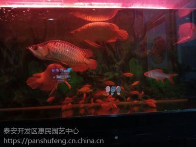 40公分的紅龍魚怎么喂食好（40公分的紅龍魚可以喂食較大的小魚、溪蝦、肉塊、泥鰍等活餌） 龍魚百科 第2張