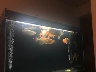 40公分的紅龍魚怎么喂食好（40公分的紅龍魚可以喂食較大的小魚、溪蝦、肉塊、泥鰍等活餌） 龍魚百科 第3張