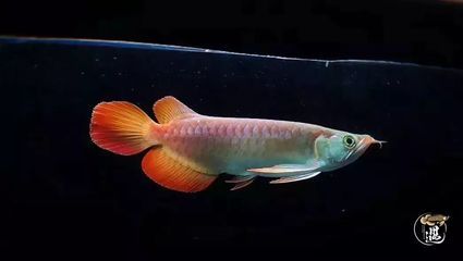 紅龍魚怎么產(chǎn)卵（紅龍魚的產(chǎn)卵過程） 龍魚百科 第2張