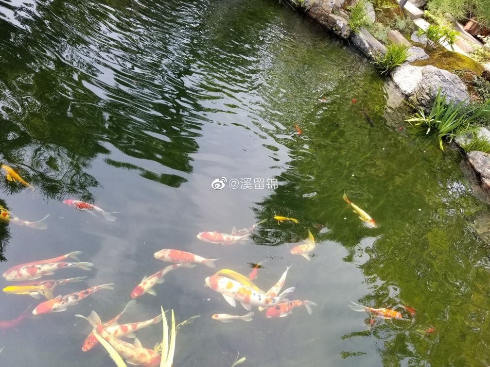 魚池過濾系統(tǒng)怎么做？做的好那就是享受（溪留錦魚池過濾系統(tǒng)） 觀賞魚論壇 第5張