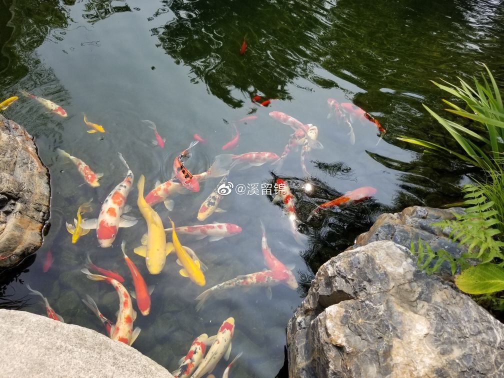 魚池過濾系統(tǒng)怎么做？做的好那就是享受（溪留錦魚池過濾系統(tǒng)） 觀賞魚論壇 第8張