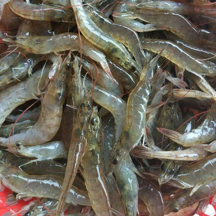 20cm金龍魚一天喂幾次飼料（金龍魚一天喂幾次，一次喂多少）