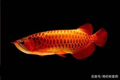 50的缸養(yǎng)龍魚（50寬的缸能養(yǎng)龍魚嗎） 龍魚百科 第3張