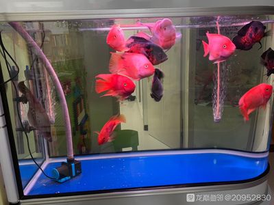 45公分的紅龍魚怎么喂養(yǎng)好（紅龍魚的飼養(yǎng)方法） 龍魚百科 第3張