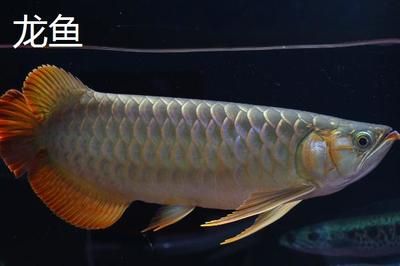 家養(yǎng)龍魚能活多久壽命（家養(yǎng)龍魚的壽命受多種因素影響家養(yǎng)龍魚的壽命有多長） 龍魚百科 第3張