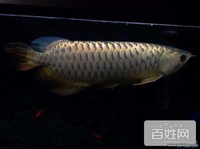 50厘米金龍魚(yú)值多少錢(qián)一條呢視頻（50厘米的金龍魚(yú)價(jià)格受到品種、品相和飼養(yǎng)年份等因素影響） 龍魚(yú)百科 第1張