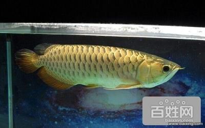 50厘米金龍魚(yú)值多少錢(qián)一條呢視頻（50厘米的金龍魚(yú)價(jià)格受到品種、品相和飼養(yǎng)年份等因素影響） 龍魚(yú)百科 第2張