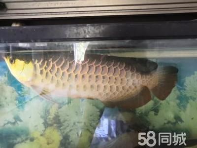 超大金龍魚兩條魚一起養(yǎng)好嗎（金龍魚可以同時兩條一起養(yǎng)嗎） 龍魚百科 第2張