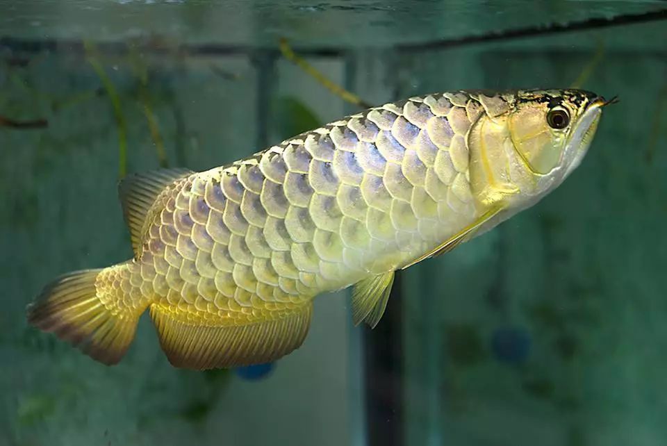 對龍魚的形容（水族圈分享龍魚歷史告訴你龍魚的形態(tài)特征、習(xí)性和喂養(yǎng)方法）