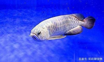 家里龍魚擺放最佳位置（招財龍魚擺放在家里什么位置）