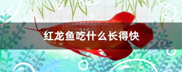 紅龍魚只吃活食怎么辦（紅龍魚只吃活食怎么辦紅龍魚只吃活食怎么辦） 龍魚百科 第3張