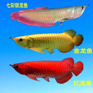 金龍和龍魚（金龍魚和銀龍魚有什么區(qū)別？）