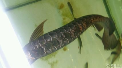 大金頭金龍魚（“大金頭”金龍魚）