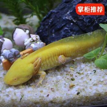 八爪恐龍魚(yú)養(yǎng)吉利嗎（八爪恐龍魚(yú)養(yǎng)吉利嗎360問(wèn)答八爪恐龍魚(yú)養(yǎng)吉利嗎） 龍魚(yú)百科 第1張