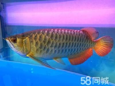 成年過(guò)背金龍魚多少公分（成年過(guò)背金龍魚的體型）