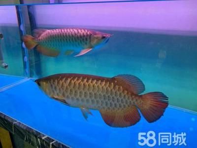 成年過(guò)背金龍魚多少公分（成年過(guò)背金龍魚的體型）