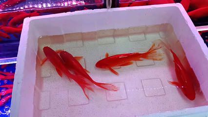 草金魚喂龍魚（草金魚可以喂龍魚嗎草金魚怎么喂龍魚安全嗎）