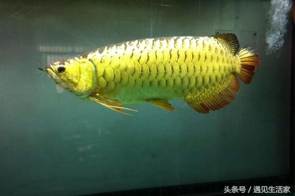 40公分的金龍魚每天喂多少食物（40公分的金龍魚一天吃多少） 龍魚百科 第2張