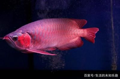 百萬紅龍魚