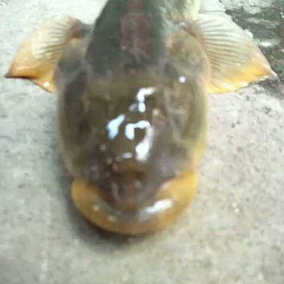 20厘米小龍魚(yú)吃什么（20厘米大小的小龍魚(yú)飼料的選擇應(yīng)根據(jù)其生長(zhǎng)階段和食性特點(diǎn)決定） 龍魚(yú)百科 第3張