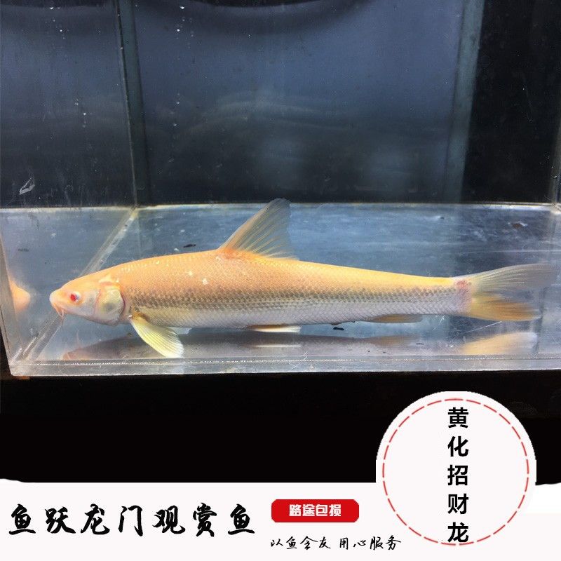 白子招財龍魚最佳搭配（白子招財龍魚怎么養(yǎng)）