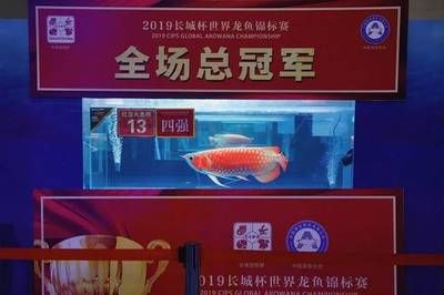 2024世界龍魚錦標賽成績單（2019“長城杯”世界龍魚錦標賽成績公布） 龍魚百科 第1張