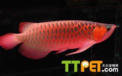 20厘米的紅龍魚怎么喂食（20厘米的紅龍魚吃什么最好紅龍魚吃什么最好） 龍魚百科 第1張