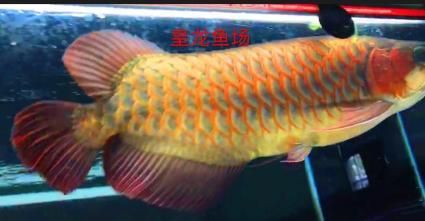 紅龍魚(yú)專(zhuān)賣(mài)店電話(huà)多少（不同地區(qū)的紅龍魚(yú)專(zhuān)賣(mài)店聯(lián)系方式）