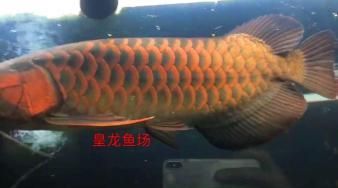 紅龍魚(yú)專(zhuān)賣(mài)店電話(huà)多少（不同地區(qū)的紅龍魚(yú)專(zhuān)賣(mài)店聯(lián)系方式）