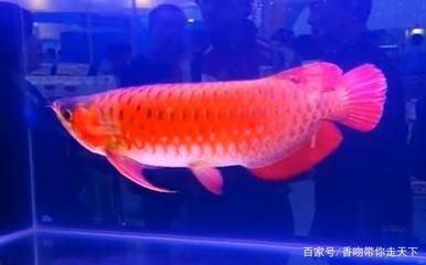 極品血龍魚多少錢一條（世界上最貴的觀賞魚血龍魚僅不足2公斤卻價值500萬元）