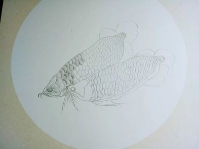 畫一條金龍魚怎么畫（7個步驟畫一條金龍魚） 龍魚百科 第3張