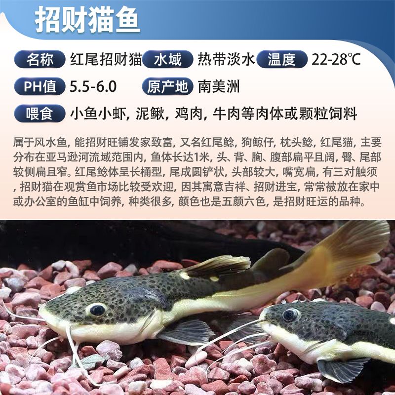 淡水土龍魚（關(guān)于淡水土龍魚的問題） 龍魚百科 第1張