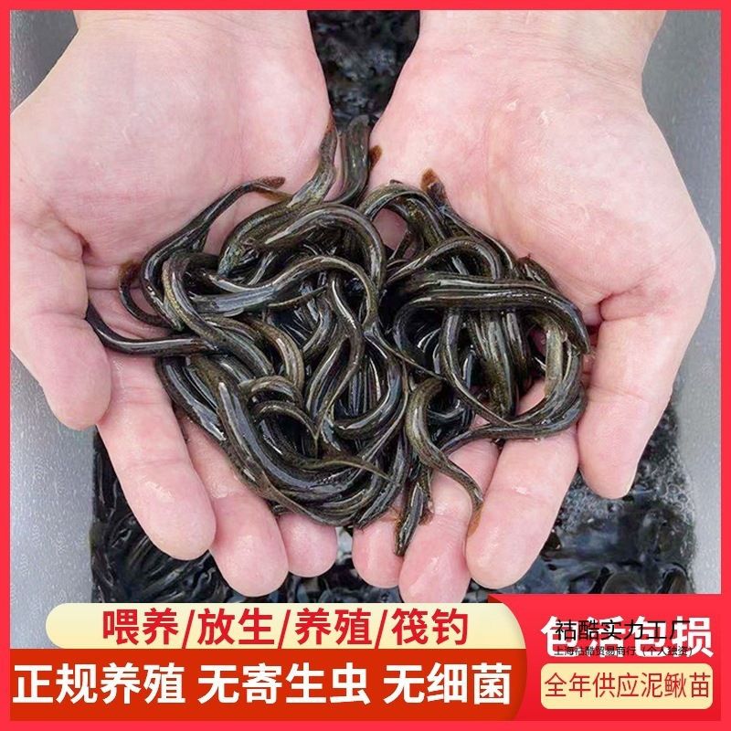 淡水土龍魚（關(guān)于淡水土龍魚的問題） 龍魚百科 第2張