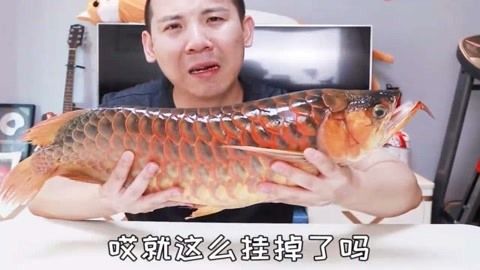 紅龍魚只吃活魚不吃蝦怎么辦（紅龍魚只吃活魚不吃蝦怎么辦-龍魚學(xué)堂） 龍魚百科 第1張