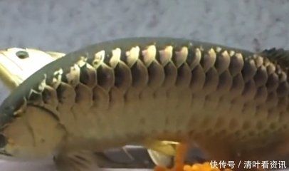 家養(yǎng)金龍魚(yú)好嗎（家中養(yǎng)金龍魚(yú)好嗎金龍魚(yú)飼養(yǎng)禁忌查查吧）