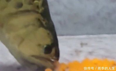 家養(yǎng)金龍魚(yú)好嗎（家中養(yǎng)金龍魚(yú)好嗎金龍魚(yú)飼養(yǎng)禁忌查查吧）