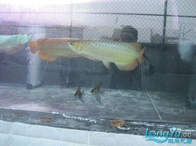 揭陽龍魚（關(guān)于揭陽龍魚的問題） 龍魚百科 第3張