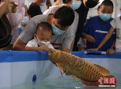 剛買來的龍魚一直沉在下面游動怎么回事（龍魚為什么一直沉在水底，怎么辦） 龍魚百科 第1張