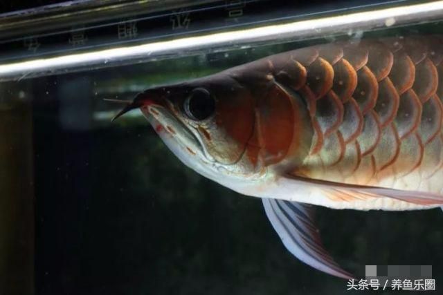 60公分龍魚一次吃十多條小魚正常嗎（60公分的龍魚一天吃多少小魚？） 龍魚百科 第2張