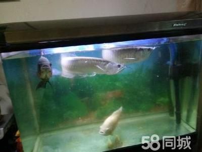 超大銀龍魚（中大型淡水魚類:霸氣的銀龍魚） 龍魚百科 第2張