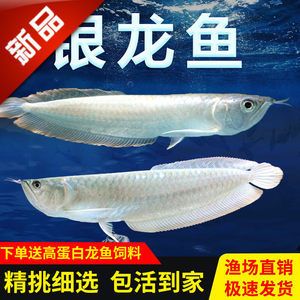 白子銀龍魚價格走勢（2024年白子銀龍魚價格走勢）