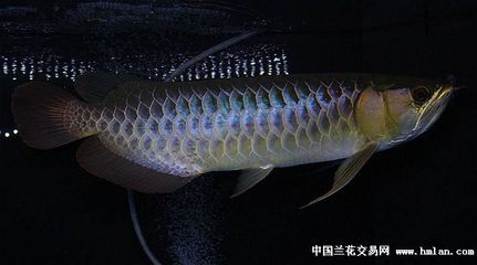 除了金龍魚還有什么魚好看又好養(yǎng)（什么品種的金魚好看又好養(yǎng)？） 龍魚百科 第1張