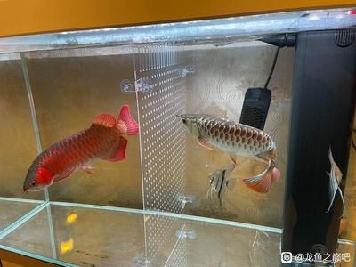 剛買(mǎi)的龍魚(yú)多久可以喂（剛買(mǎi)的龍魚(yú)可以在入缸后的2-3天喂食需要少一些）