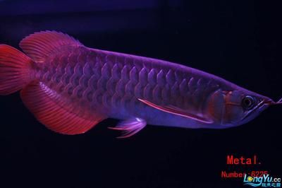 裕華榮繁水族館（河北裕華榮繁水族館） 全國觀賞魚市場